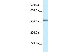 WB Suggested Anti-Tead4 Antibody   Titration: 1. (TEAD4 antibody  (Middle Region))