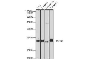 Western blot analysis of extracts of various cell lines, using DCTN5 antibody (ABIN7266852) at 1:1000 dilution. (DCTN5 antibody)