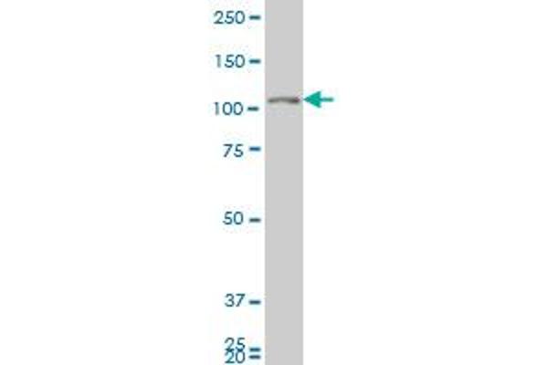 GUCY2C antibody  (AA 24-133)