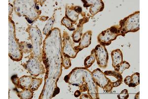 Immunoperoxidase of monoclonal antibody to CLIC3 on formalin-fixed paraffin-embedded human placenta. (CLIC3 antibody  (AA 137-236))