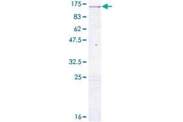 CHGB Protein (AA 1-677) (GST tag)