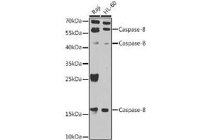 Western blot (Caspase 8 antibody  (AA 1-479))