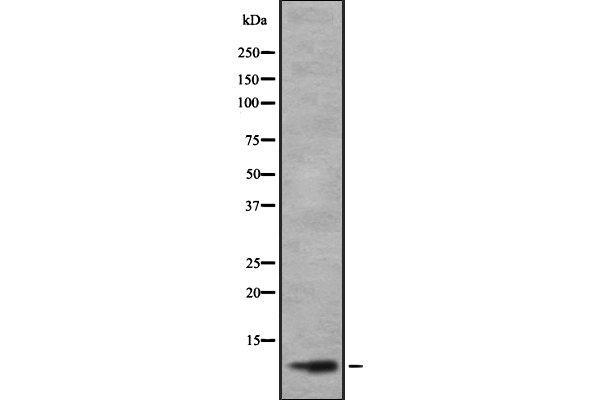 TAL2 antibody  (C-Term)