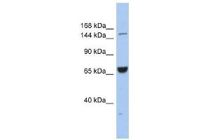 KIF15 antibody used at 1 ug/ml to detect target protein. (KIF15 antibody  (Middle Region))