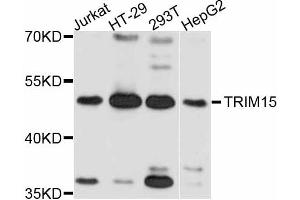 Western blot analysis of extracts of various cell lines, using TRIM15 antibody (ABIN5999102) at 1:3000 dilution.