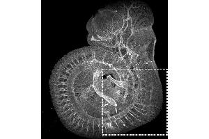 Immunofluorescence (IF) image for anti-Platelet/endothelial Cell Adhesion Molecule (PECAM1) (Extracellular Domain) antibody (Atto 565) (ABIN7540329)