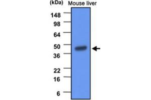Western blot analysis of mouse liver extracts (20 ug) were resolved by SDS - PAGE , transferred to PVDF membrane and probed with BHMT monoclonal antibody , clone 3D6 (1 : 1000) . (BHMT antibody)