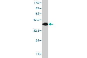 Western Blot detection against Immunogen (37. (TBR1 antibody  (AA 1-108))