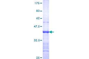 ITGA9 Protein (AA 785-886) (GST tag)