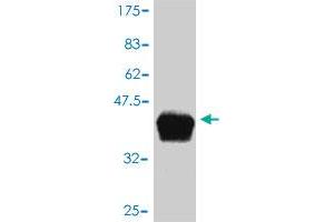 Western Blot detection against Immunogen (36. (APOC4 antibody  (AA 27-127))