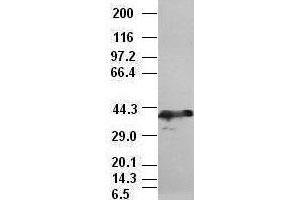 Sox17 antibody (3B10) at 1:10000 dilution, (2F9, 3H5) at 1:5000 dilution + Lysate from HEK-293T cells transfected with human Sox17 expression vector