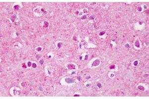 Anti-PTPRA antibody IHC staining of human brain, cortex. (PTPRA antibody  (Extracellular Domain))