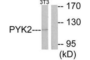 Western blot analysis of extracts from NIH-3T3 cells, treated with Serum 20% 30', using PYK2 (Ab-881) Antibody. (PTK2B antibody  (AA 847-896))