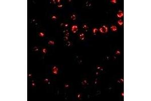 Immunofluorescence (IF) image for anti-Integrin alpha 4 (ITGA4) (Middle Region 1) antibody (ABIN1031188)