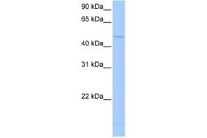 Western Blot showing RBM45 antibody used at a concentration of 1-2 ug/ml to detect its target protein. (RBM45 antibody  (Middle Region))