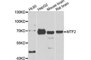 Western blot analysis of extracts of various cell lines, using MTF2 antibody. (MTF2 antibody)