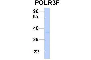 Host:  Rabbit  Target Name:  POLR3F  Sample Type:  Human 293T  Antibody Dilution:  1. (POLR3F antibody  (Middle Region))