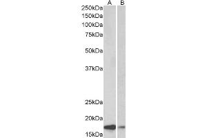 Western Blot (0. (SNCA antibody  (Internal Region))