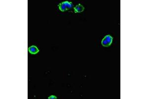Immunofluorescent analysis of MCF-7 cells using ABIN7154168 at dilution of 1:100 and Alexa Fluor 488-congugated AffiniPure Goat Anti-Rabbit IgG(H+L) (PGP antibody  (AA 140-300))