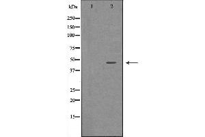 Western blot analysis of 293T  lysate using BHMT antibody. (BHMT antibody  (C-Term))