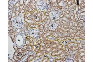 Expression of Angiotensin-(1-7) Mas Receptor in rat kidney - Immunohistochemical staining of rat kidney paraffin embedded sections using Anti-Angiotensin-(1-7) Mas Receptor Antibody (ABIN7042920, ABIN7043904 and ABIN7043905), (1:100). (MAS1 antibody  (AA 212-224))