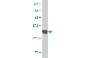 Western Blot detection against Immunogen (33. (HINT1 antibody  (AA 59-126))