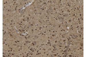 ABIN6279861 at 1/100 staining Rat brain tissue by IHC-P. (ZNF280B antibody  (C-Term))