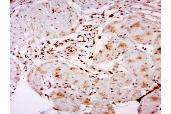 TFCP2L1 antibody  (AA 181-280)