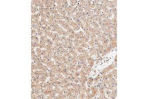 Immunohistochemical analysis of paraffin-embedded human liver tissue using (ABIN656416 and ABIN2845709) performed on the Leica® BOND RXm. (APG8b (AA 9-33), (N-Term) antibody)