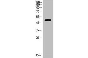 Western Blot analysis of HepG2 cells using VPAC1 Polyclonal Antibody. (VIPR1 antibody  (Internal Region))