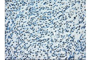 Immunohistochemical staining of paraffin-embedded pancreas tissue using anti-KDM4C mouse monoclonal antibody.