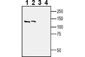 Western blot analysis of rat kidney lysate (lanes 1 and 3) and mouse kidney lysate (lanes 2 and 4):1-2.
