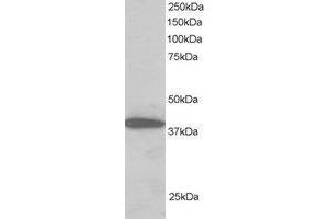 Western Blotting (WB) image for anti-Protein Phosphatase 1, Regulatory Subunit 8 (PPP1R8) (C-Term) antibody (ABIN2466013) (PPP1R8 antibody  (C-Term))