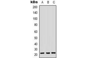 Western blot analysis of HP1 gamma expression in HepG2 (A), HEK293T (B), Hela (C) whole cell lysates. (CBX3 antibody)