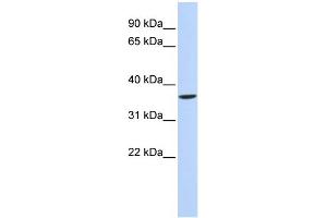 WB Suggested Anti-SHOX2 Antibody Titration: 0. (SHOX2 antibody  (N-Term))