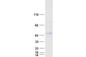 Validation with Western Blot