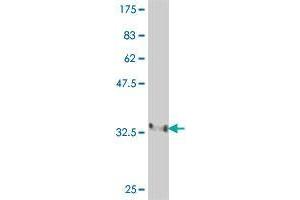FBXL4 antibody  (AA 524-619)