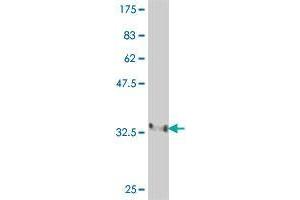 Western Blot detection against Immunogen (36. (FBXL4 antibody  (AA 524-619))