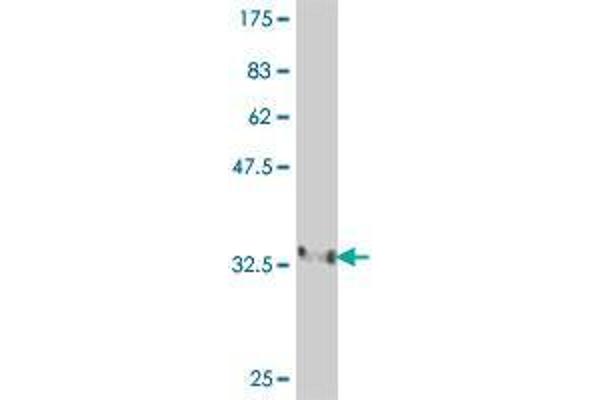 FBXL4 antibody  (AA 524-619)