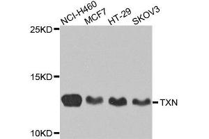 Western blot analysis of extracts of various cell lines, using TXN antibody. (TXN antibody  (AA 1-100))