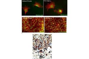 Immunohistochemistry (IHC) image for anti-Protein Kinase C and Casein Kinase Substrate in Neurons 2 (PACSIN2) antibody (ABIN3003675) (PACSIN2 antibody)