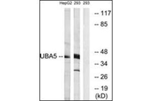 Western blot analysis of extracts from HepG2/293 cells, using UBA5 Antibody. (UBA5 antibody  (C-Term))