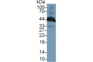 Detection of APOE in Rat Blood Cells lysate using Polyclonal Antibody to Apolipoprotein E (APOE)