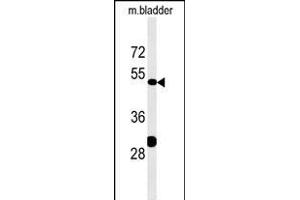 KLC3 Antibody (Center) (ABIN651542 and ABIN2840291) western blot analysis in mouse bladder tissue lysates (35 μg/lane). (KLC3 antibody  (AA 245-274))