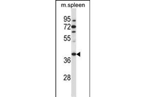 TBCC Antibody (N-term ) (ABIN657398 and ABIN2846438) western blot analysis in mouse spleen tissue lysates (35 μg/lane). (TBCC antibody  (N-Term))