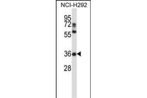NSA Antibody (C-term) 13772b western blot analysis in NCI- cell line lysates (35 μg/lane). (NAPSA antibody  (C-Term))