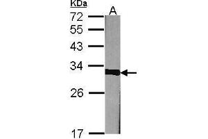 WB Image Sample (30 ug of whole cell lysate) A:NIH-3T3 12% SDS PAGE antibody diluted at 1:1000 (Prohibitin antibody)