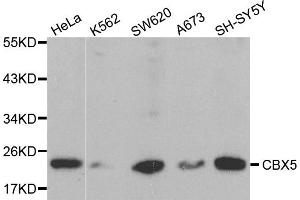 Western blot analysis of extracts of various cell lines, using CBX5 antibody. (CBX5 antibody)