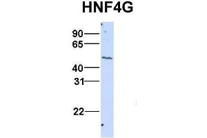 Host:  Rabbit  Target Name:  HNF4G  Sample Type:  HepG2  Antibody Dilution:  1. (HNF4 gamma antibody  (N-Term))
