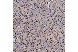 Immunohistochemical staining of human pancreas with TERF2 polyclonal antibody  shows strong nuclear positivity in exocrine glandular cells.